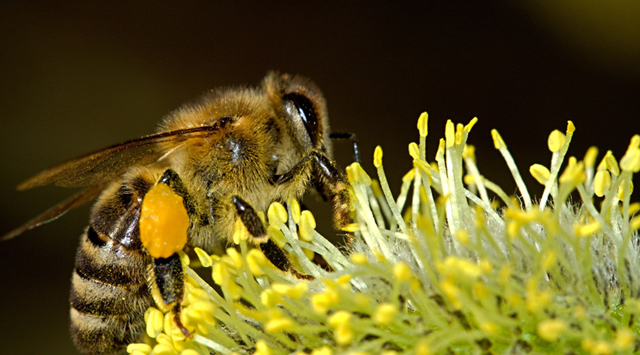 《蜂花粉生产技术规范》国家标准获批发布