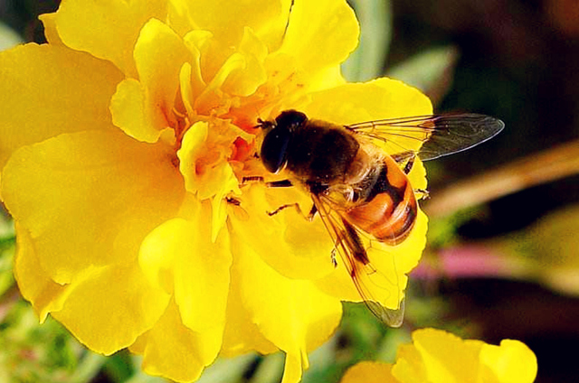 5月20日，我国首次举办“世界蜜蜂日”主题活动